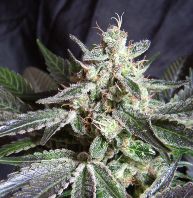 Black Jack
