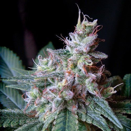 Creem Caramel