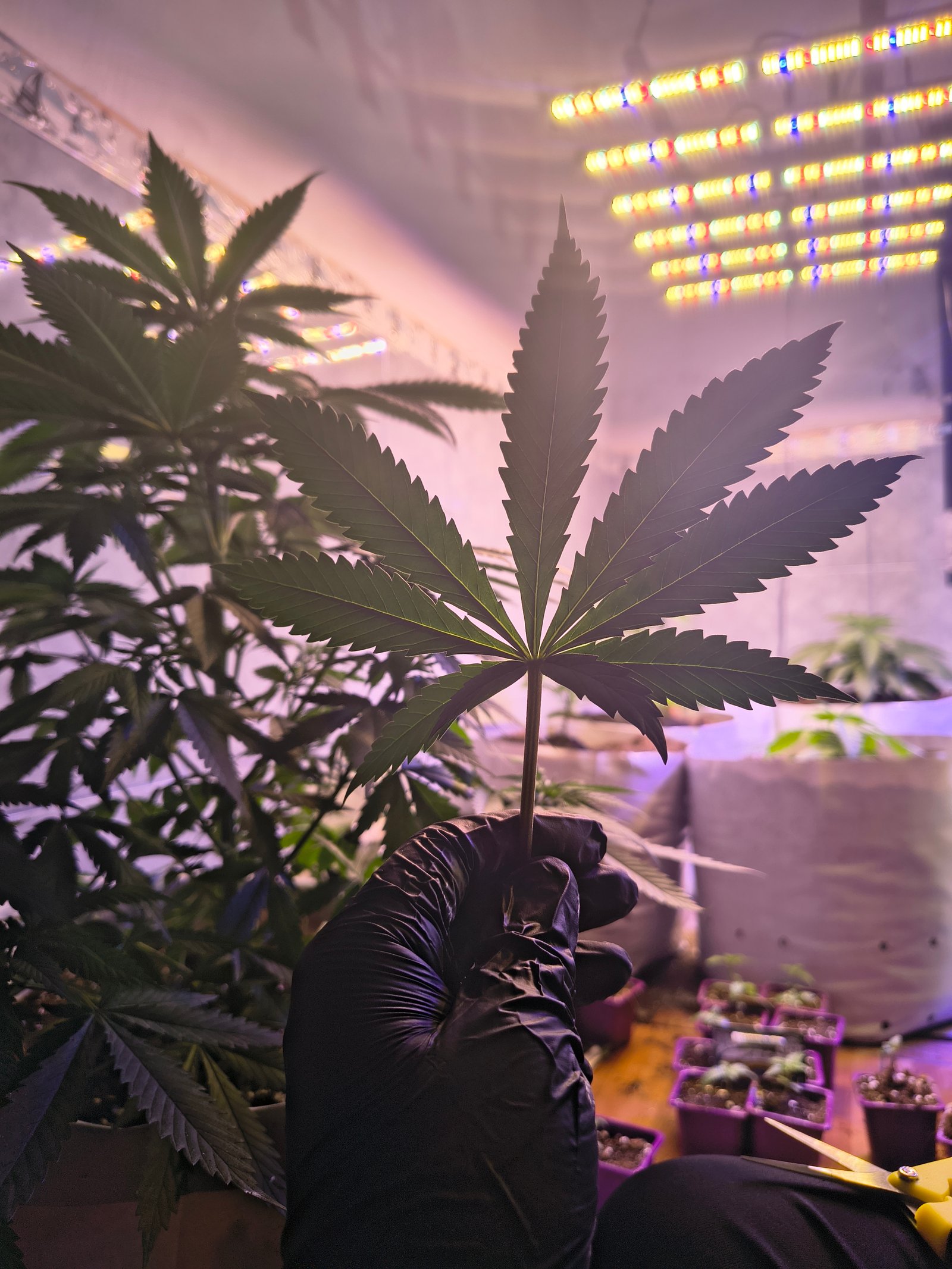 Planta de cannabis saludable en interior