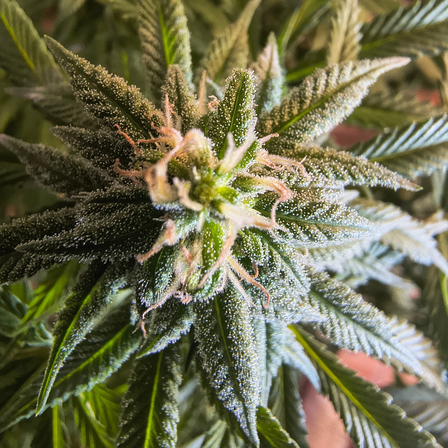 Black Jack