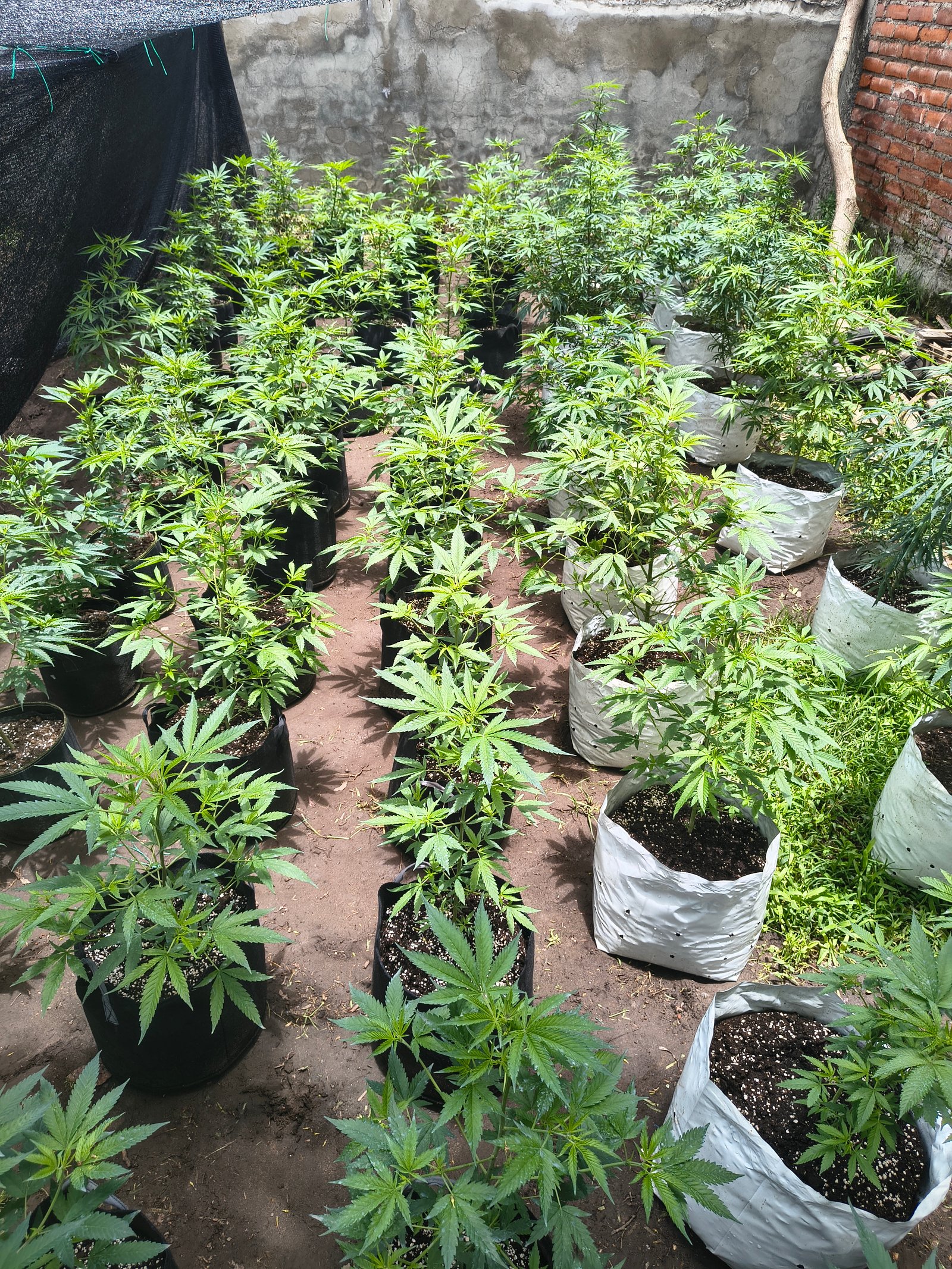 Detalle de hojas de cannabis cultivadas con cuidado