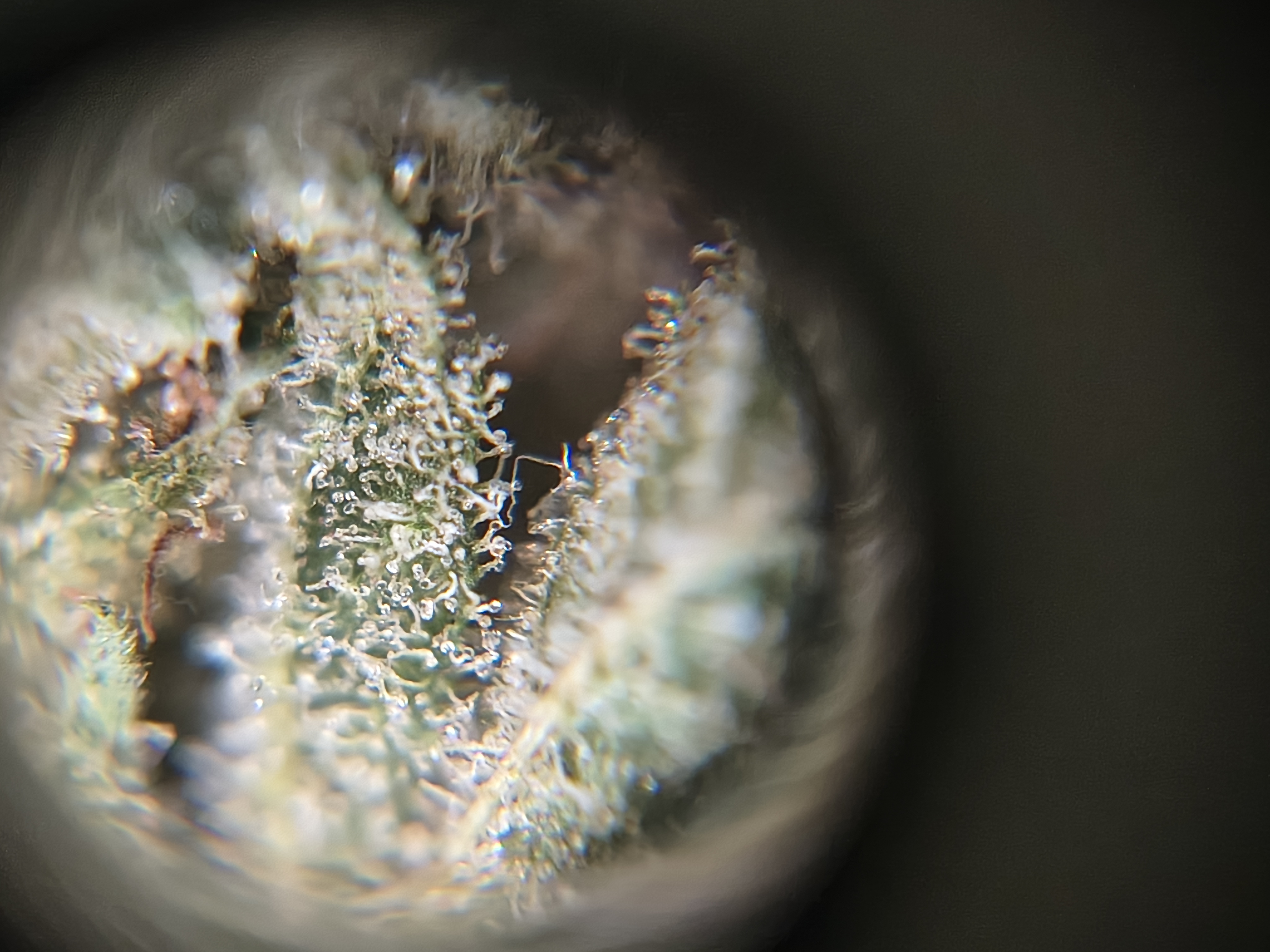 Imagen n7